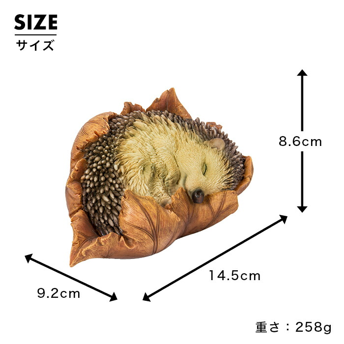 楽天市場】葉っぱで寝る ハリネズミ《 ピグミーヘッジホッグ (8.6cm