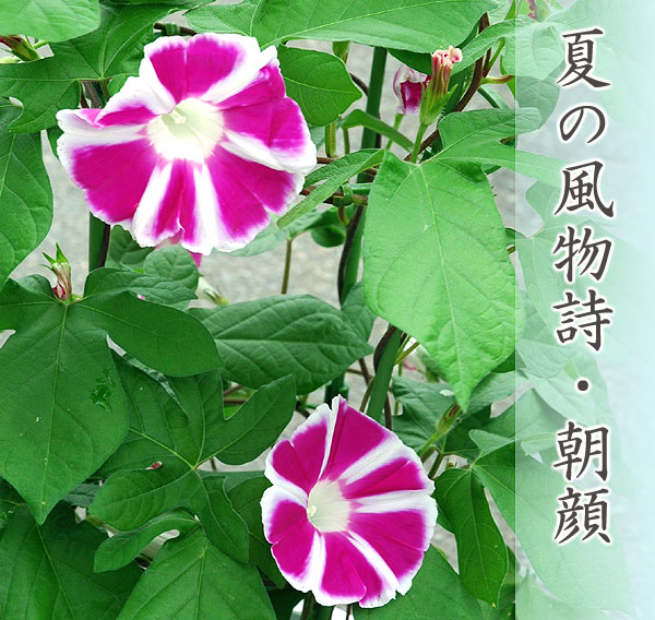 楽天市場】朝顔 鉢植え 7号 あさがお アサガオ あんどん仕立て 夏休み