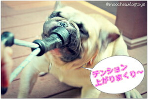 楽天市場】犬 おもちゃ ロープ ラバートーイ しつけ パン ミルク 搾乳