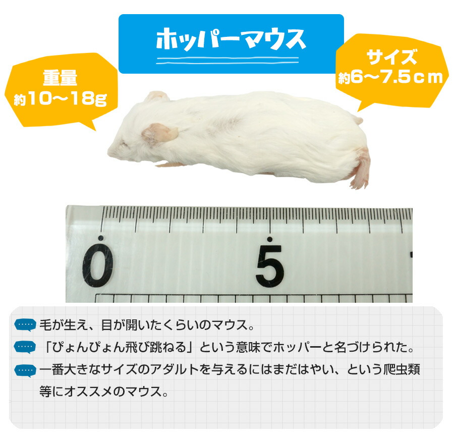 かず様専用！爬虫類餌用 冷凍ヤワゲネズミ 60g～100g M109606