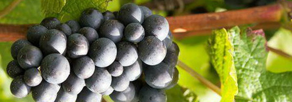 楽天市場】ヴェリテ ル デジール 2008年 ヴェリテ 超高級