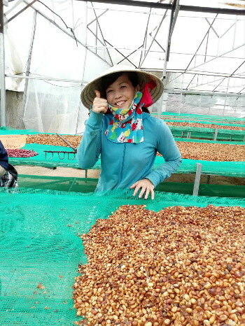 【KAZUTAKA TOI】生豆　合計14kg KAZUTAKA TOI】生豆 合計14kg KAZUTAKA TOI】生豆 合計14kg パナマ