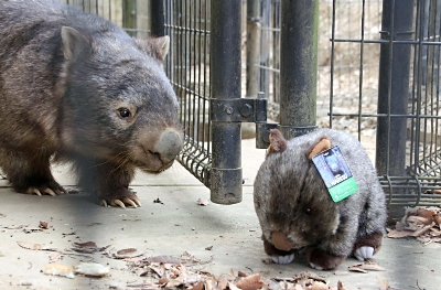 本物そっくり 問い合わせ相次ぐ ウォンバット「ウォレス」のぬいぐるみ