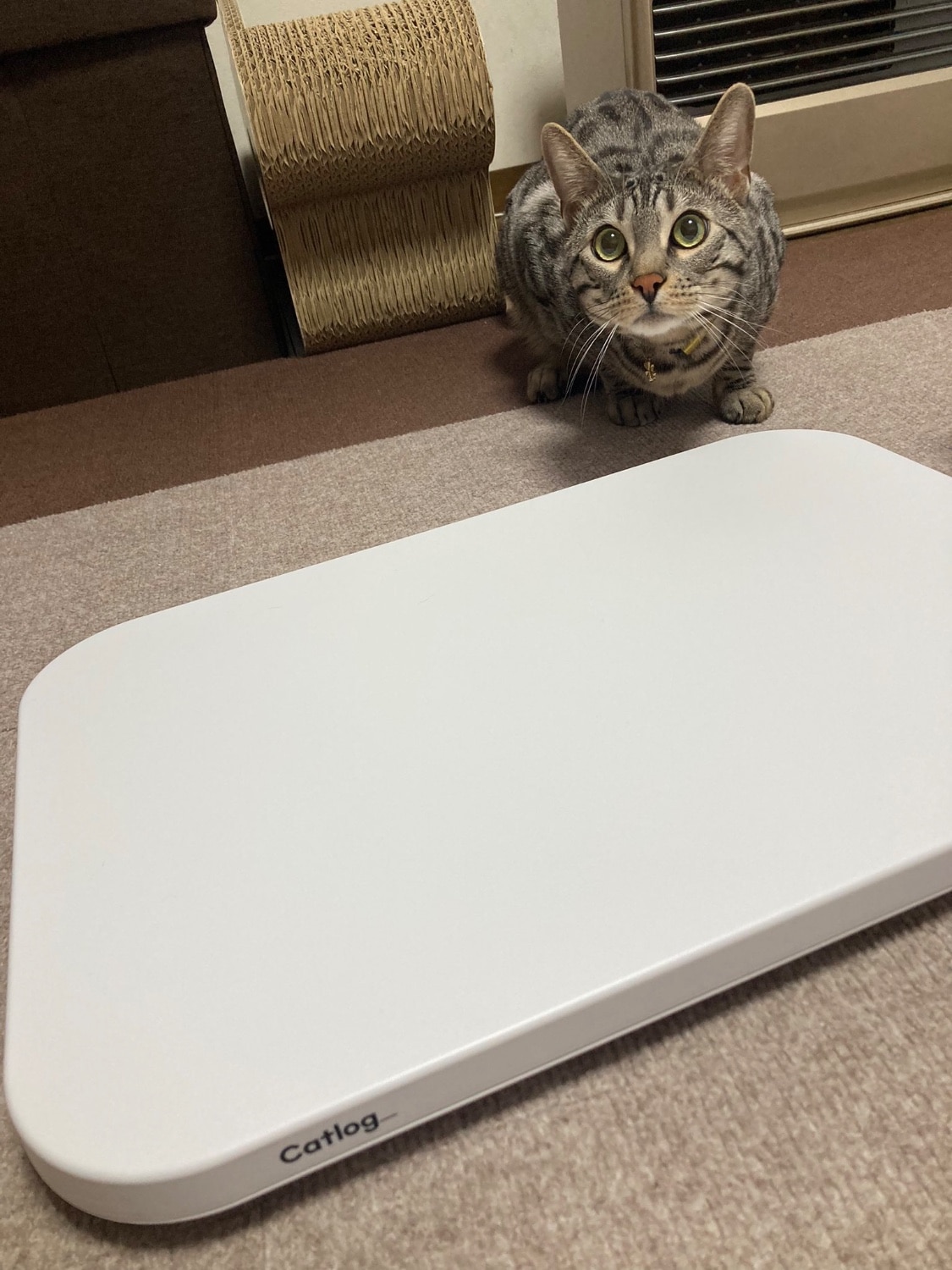 楽天市場】【Catlog公式｜送料無料】Catlog Board 2 今あるトイレや猫