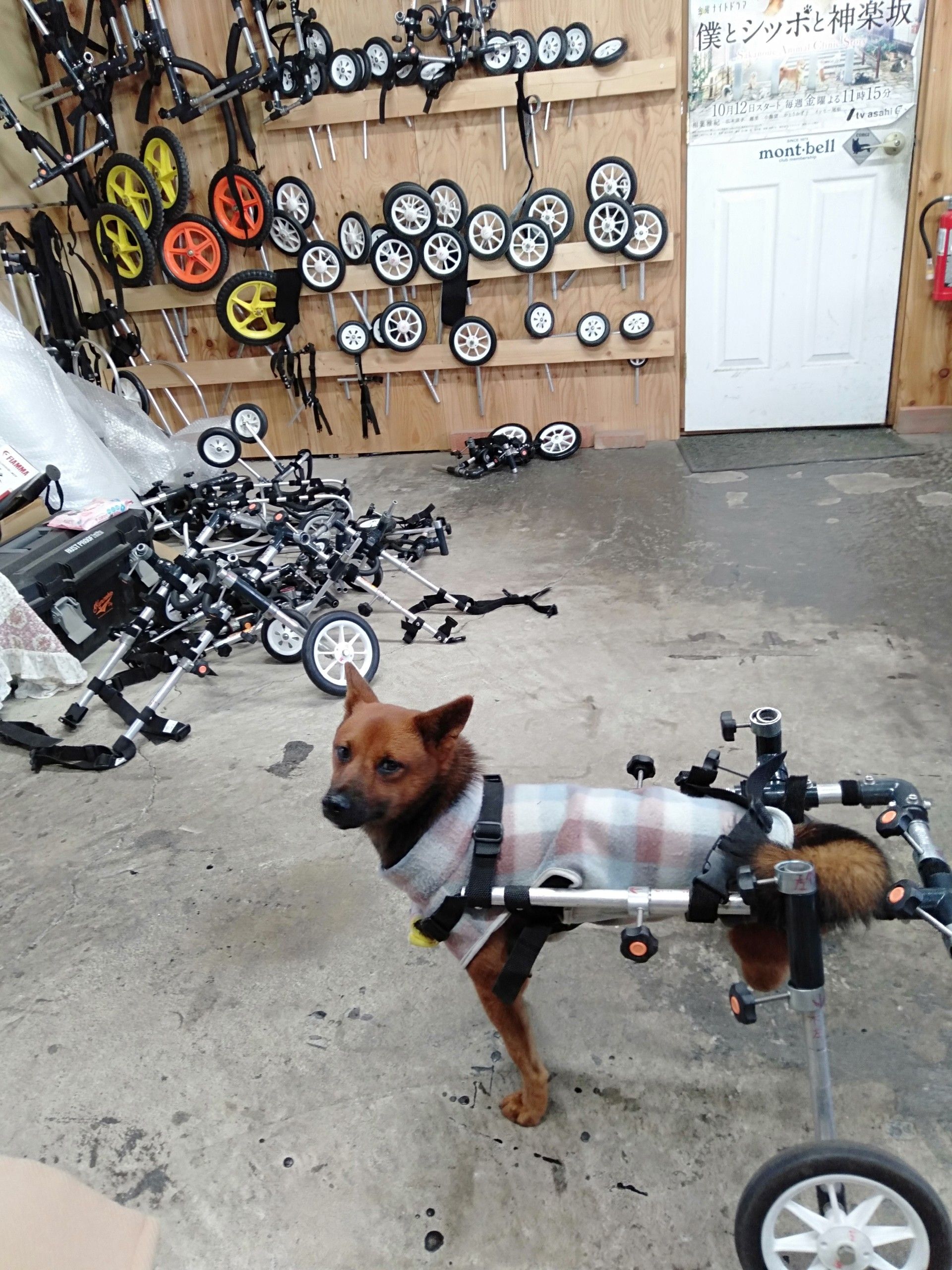 犬の車椅子【ポチの車椅子】