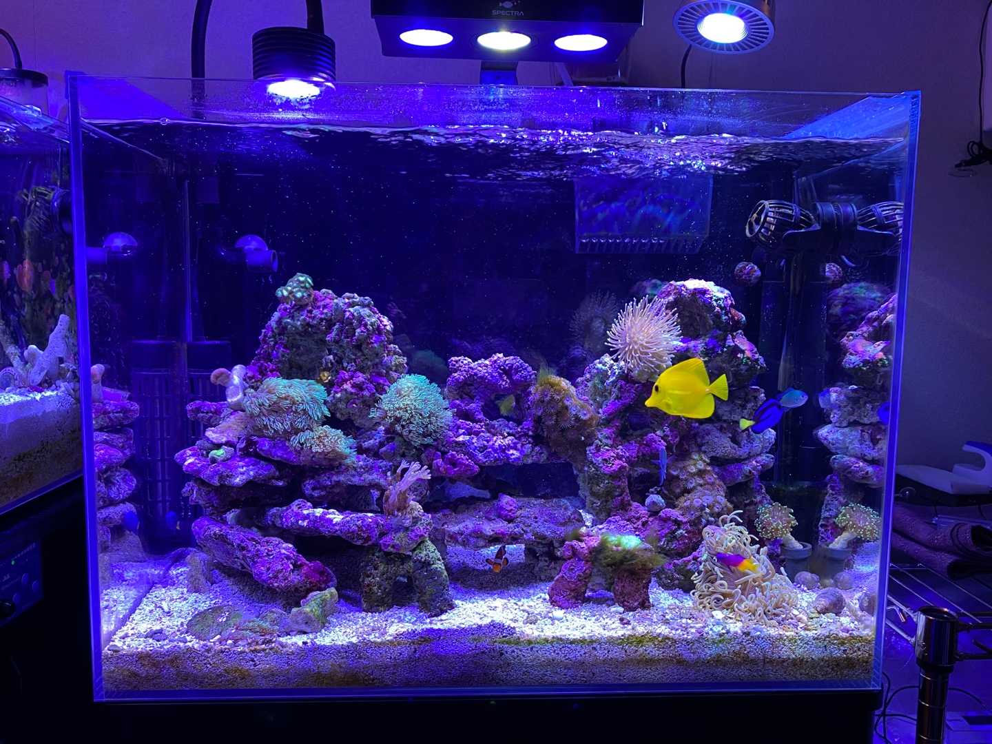 新たなる海水魚水槽38】グラッシーレディオRX072e | ありえない