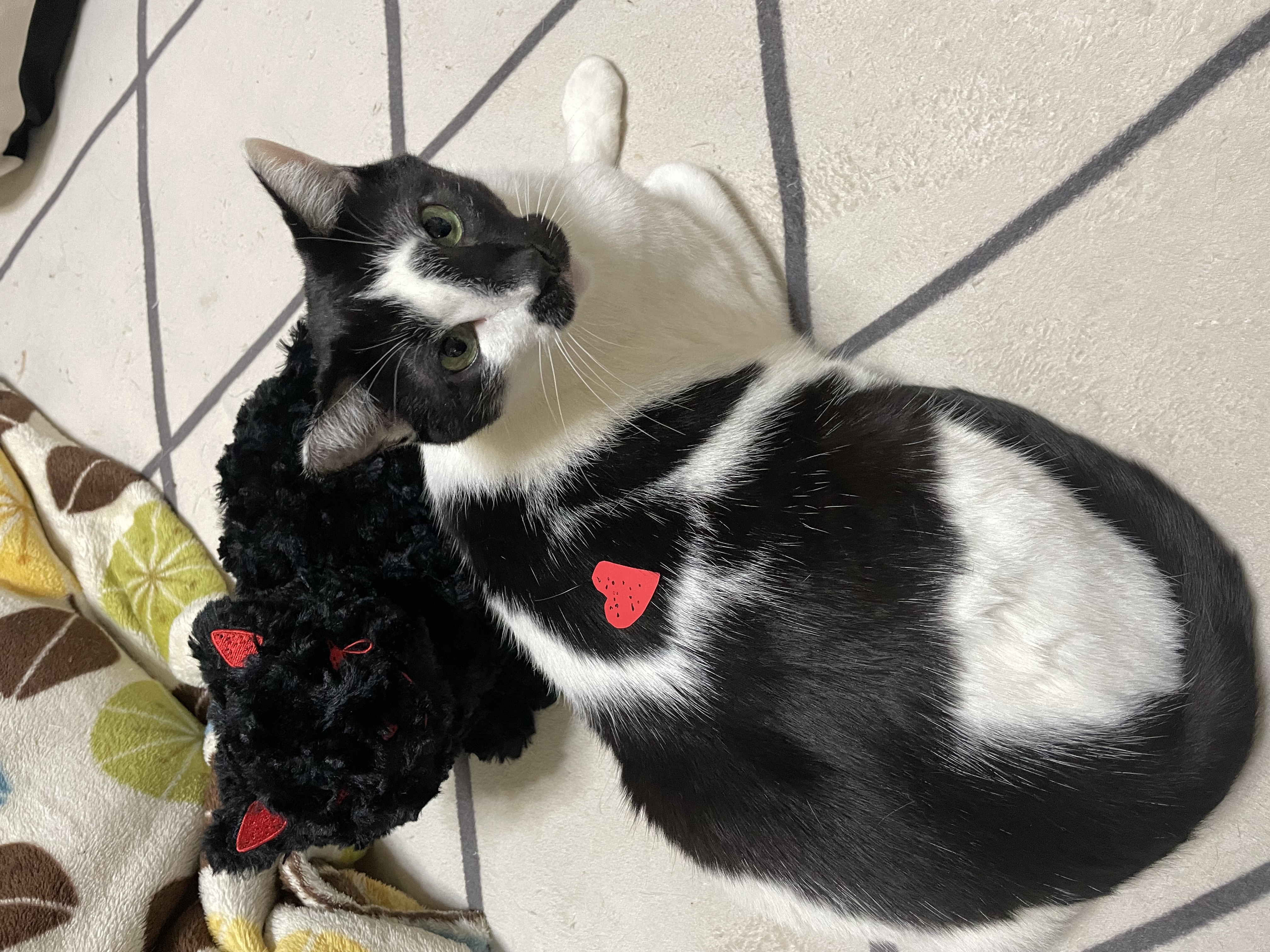 リイシューねこちゃんと黒いねこ | 旅鞄屋 - 楽天ブログ