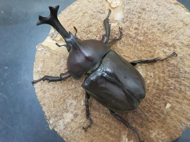 ヤクシマカブトムシ（屋久島産）68ミリペアの販売/クワガタ工房 虫吉