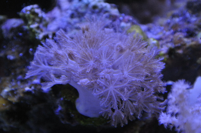 入荷稀☆ポリプが開いたり閉じたりするパクパクタイプのカンムリウミアザミ