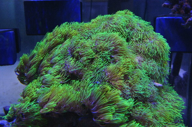 美蛍光☆センターグリーン！スターポリプ