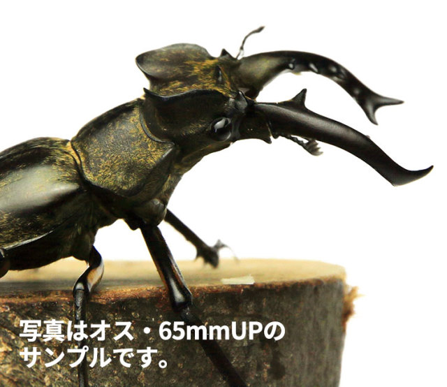 ≪大型！≫ 天然ミヤマクワガタ 東北産 WD オス65mmUP・メス