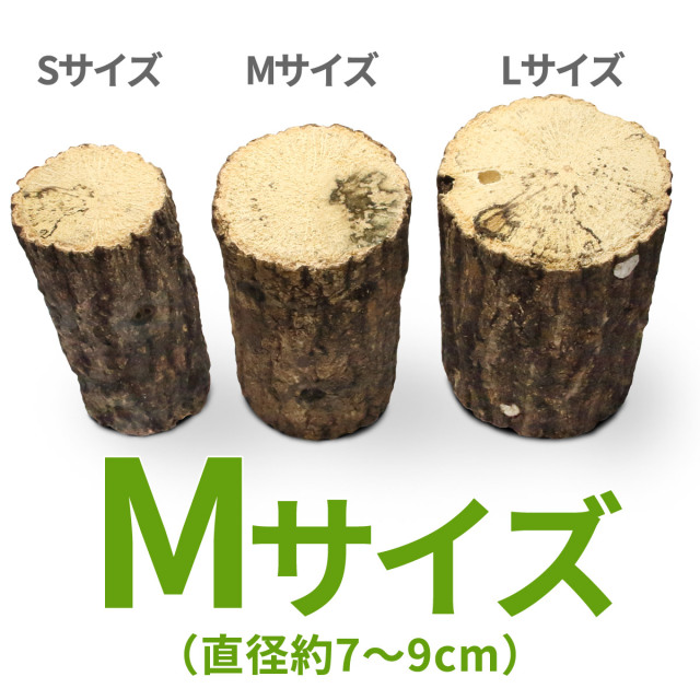 Lサイズ × 5本 クヌギ 土埋め レイシ (霊芝) 産卵材 柔らか仕上げ！砂