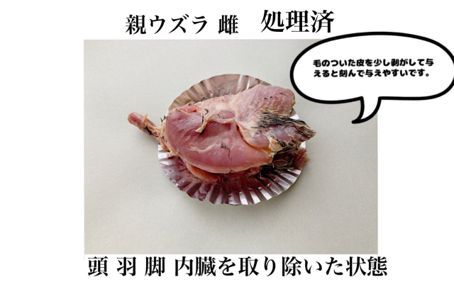 冷凍国産 親ウズラ 処理済（足、内臓、頭、羽、処理済）