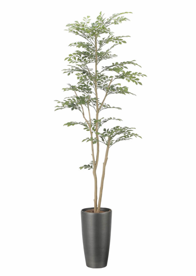 光触媒 光の楽園ベンジャミンダブルフェイス（植栽付） 高さ 1.8m