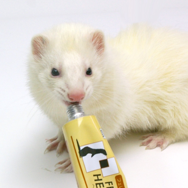 フェレット ヘルシーバイト