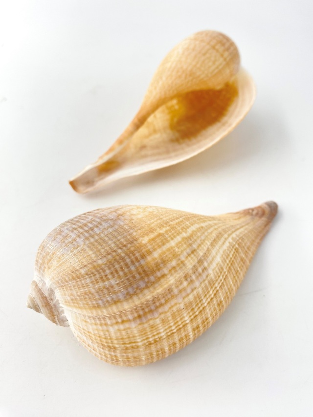 オオビワガイ【約11～13cm/1個】 En:Ficus gracilis (Size11-13cm