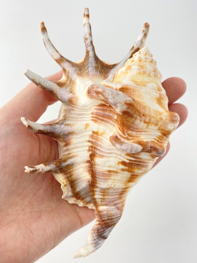 クモガイタイガー【13cm前後】En: Lambis Lambis - Tiger (size:13cm