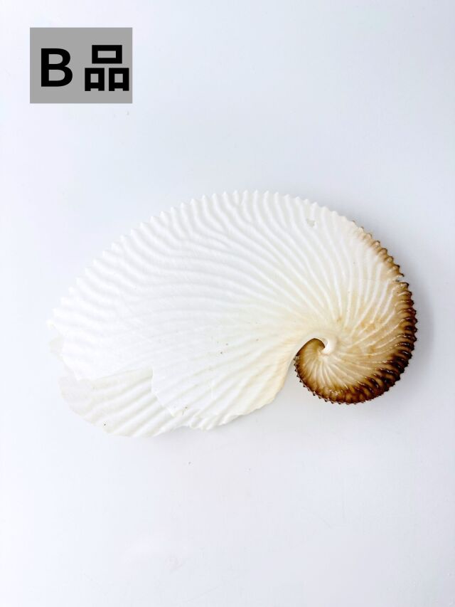 希少)チリメンアオイガイ 貝 オーストラリア産 アオイガイ | 市場魚