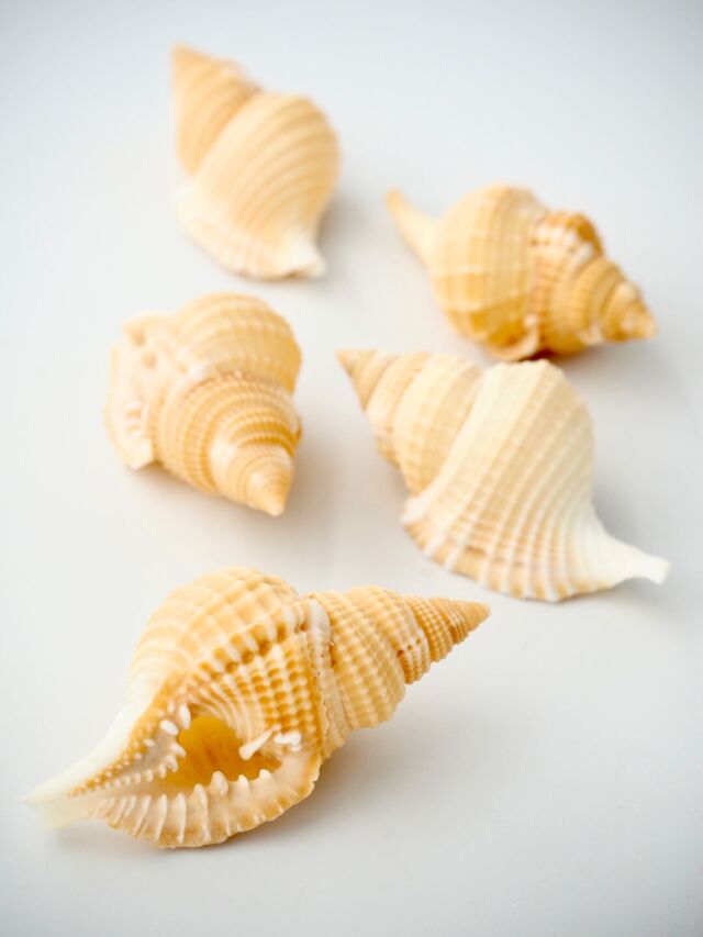 ディストロシオ レティクラタ -大-(イボボラ)【7cm前後/5個】 貝殻