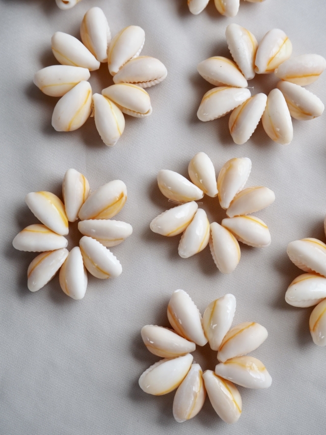 アヌルスクックドリング（4cm前後)En: Shell Ring - Cypraea annulus