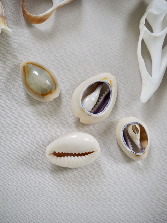 タカラガイカットNo.2(ハナビラダカラ)【約1.8～2.5cm/10個】[メール便