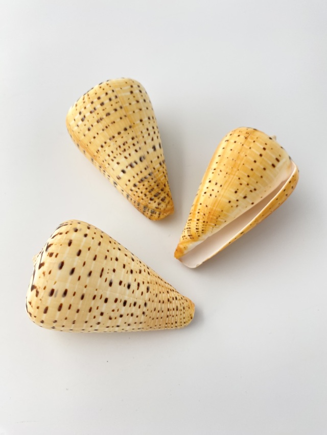 ダイミョウイモ ナチュラル【約8～10cm/1個】 En: Beech Cone (Size
