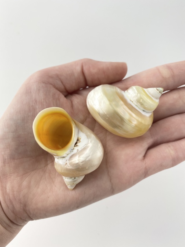 キングチサザエ真珠磨き【約3～4cm/5個入】[メール便可-6袋まで] En