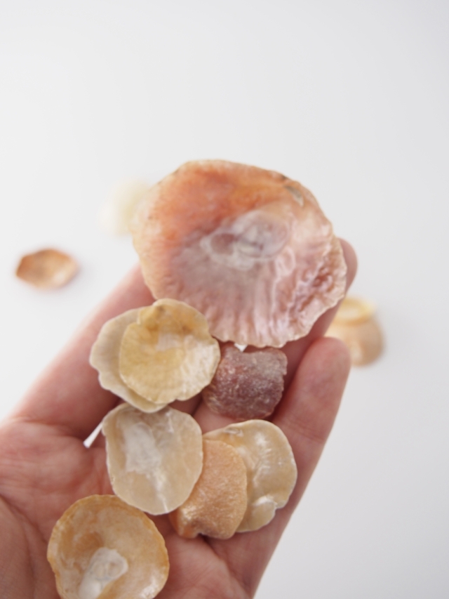 ナミマガシワ 瀬戸内産【約1～4.5cm/約20g】[メール便可-6袋まで