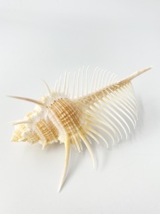 ホラガイ【35cm前後/1個】法螺貝