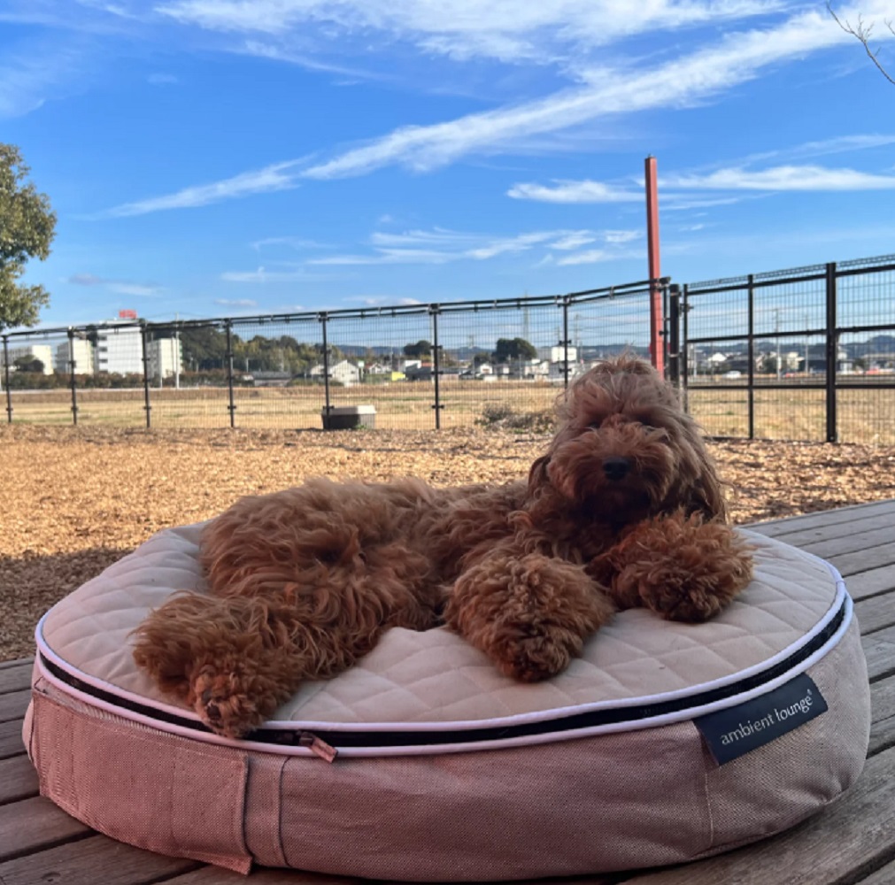 アンビエントラウンジ】プレミアムペットラウンジ Lowタイプ Sサイズ