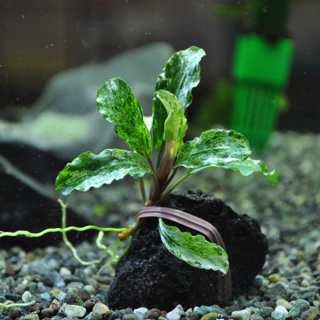 ブセファランドラsp.”グリーンウェービー斑入り”（1株）