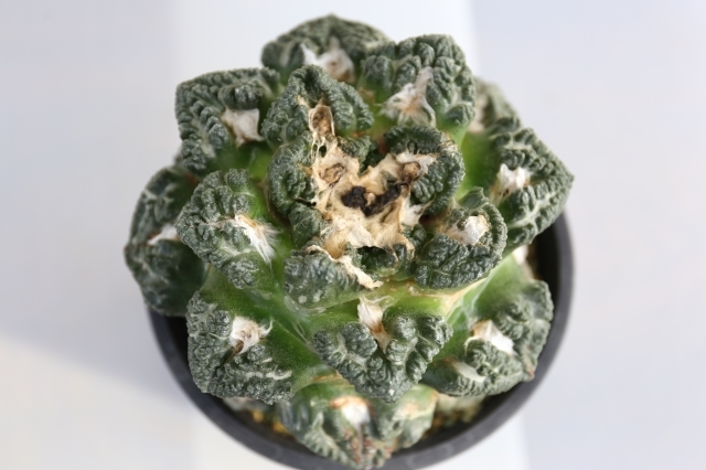 ゴジラ亀甲牡丹 接ぎ降ろし A1022☆アリオカルプス 牡丹 サボテン