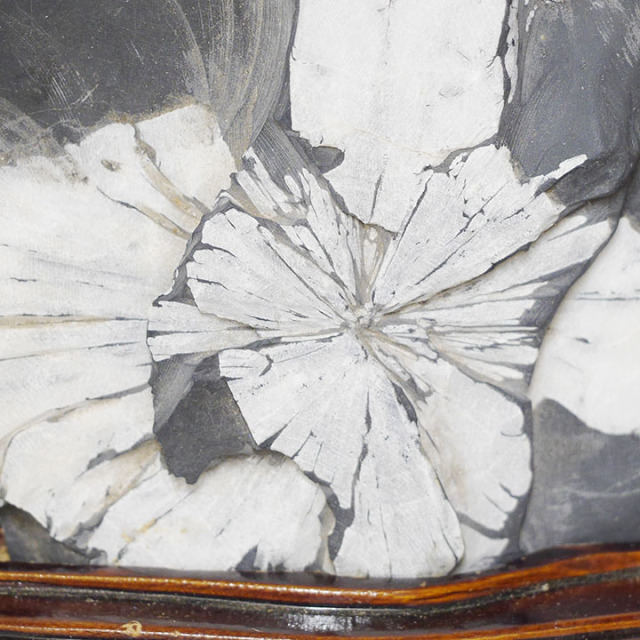 菊花石 No.263 【鑑賞用鉱石】 高さ:約22cm 幅:約14cm 重さ:約2.5kg