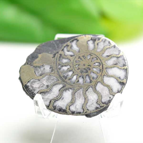 モロッコ産アンモナイト 化石 非研磨原石｜株式会社オンビル