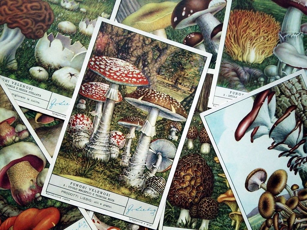 1950年 LIEBIG◇キノコ9種アンティーク・ビンテージカード | Astro