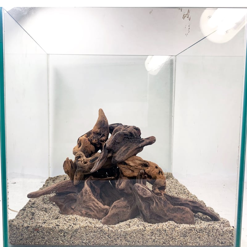 マングローブ系流木プチサイズ 約10～15㎝ 10本入×3セット（合計30本）