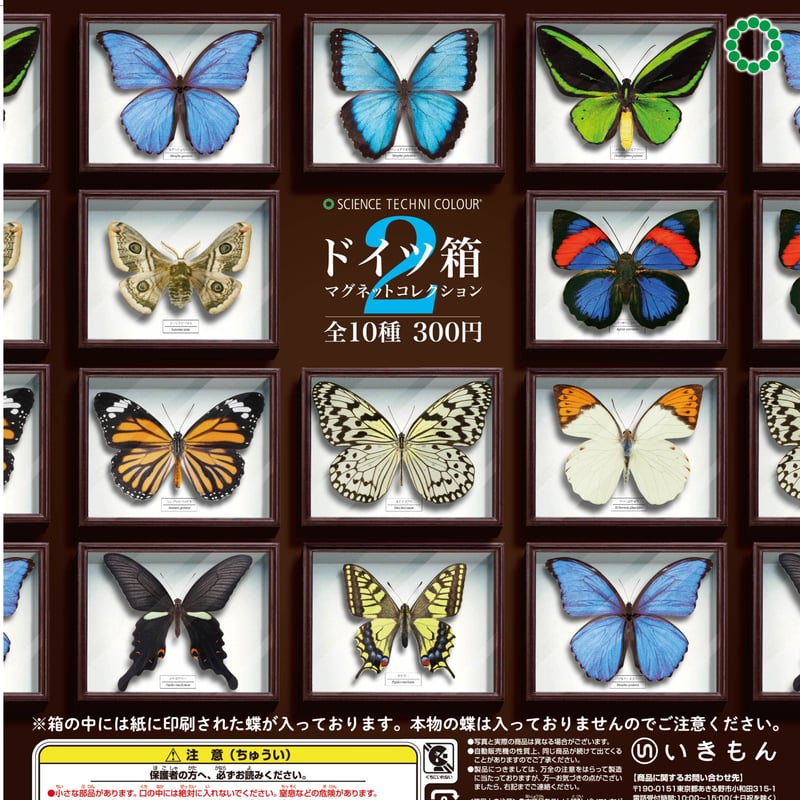 hiro☆ 標本箱+蝶標本 中型ドイツ箱2個セット hiro☆ 標本