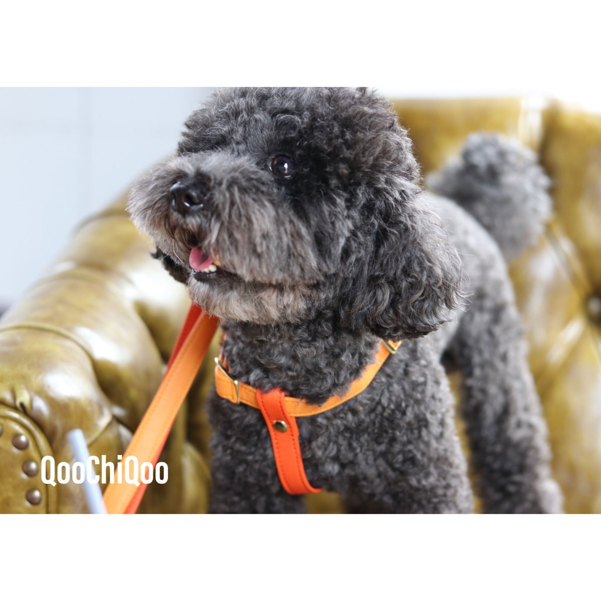 マルチカラーハーネス（オレンジ） | Qoo Chi Qoo