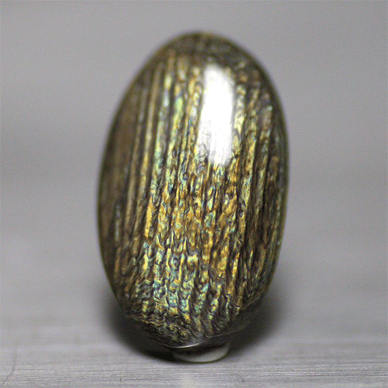 AKa6951 深海松 原木 レインボーコーラル 貝殻付 珍品 希少 AKa6951