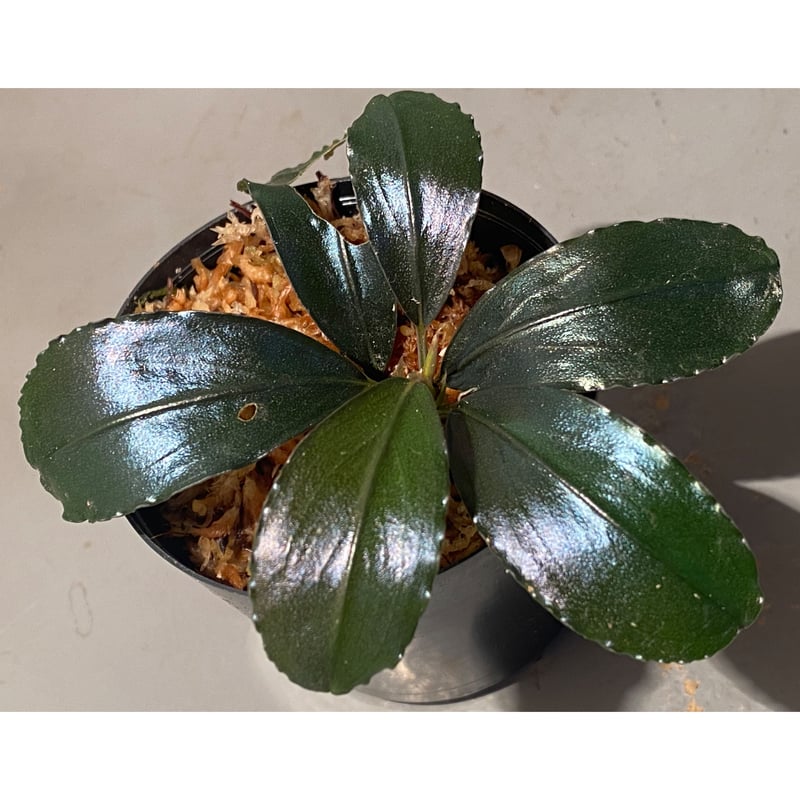水草 Bucephalandra Gholiat Silver Dark Gray 水草 Bucephalandra