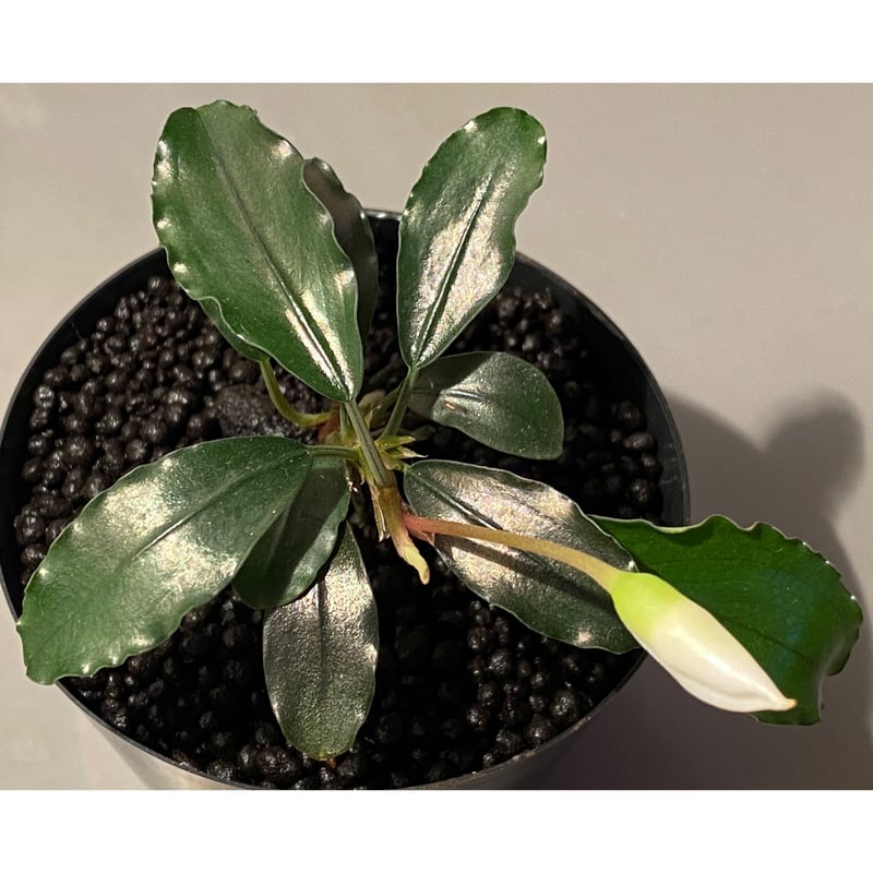 TB便】Bucephalandra sp.