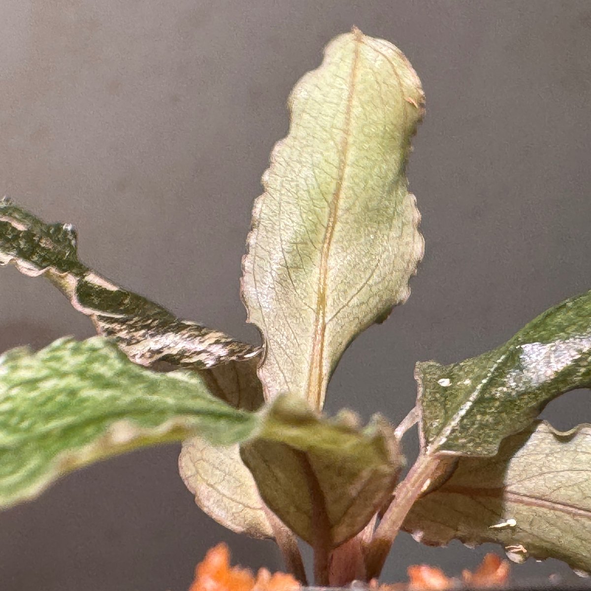 p*y様 ブセファランドラ 斑入り株 Bucephalandra Variega