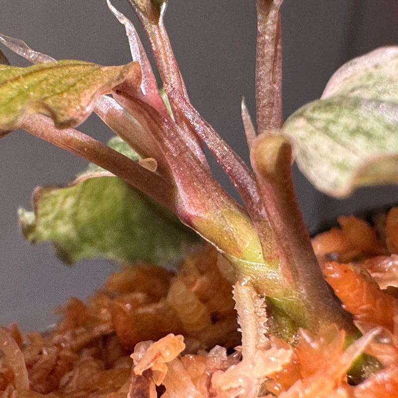 水草 Bucephalandra sp. pink variegata Bucephalandra Variegated