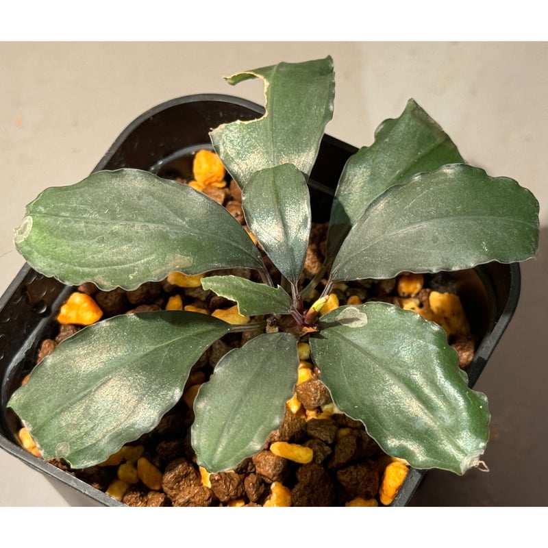 現地消滅種❣️】ブセファランドラ sekadau 3【TB】 【公式通販】