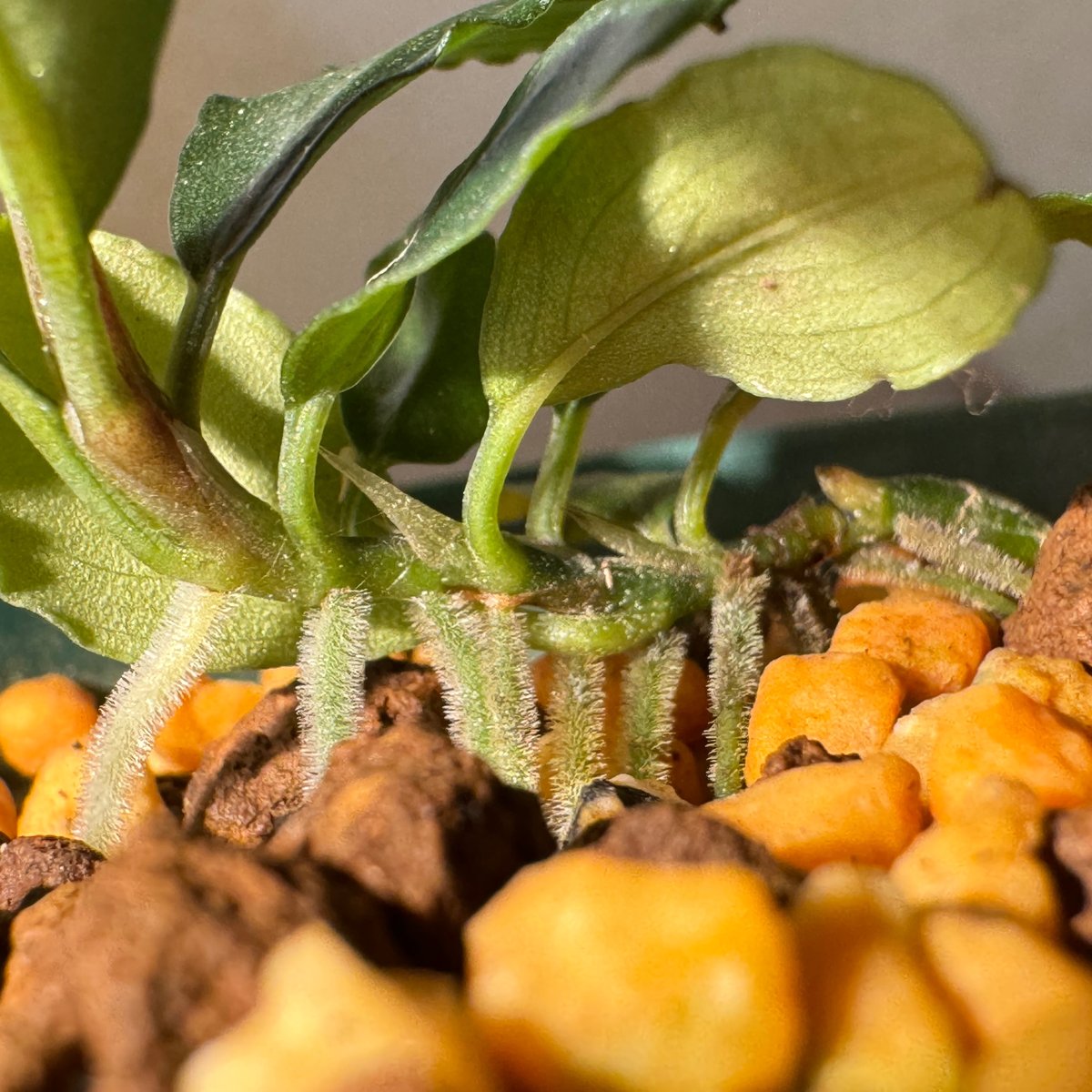 Bucephalandra sp.オリーバ （カミハタ） Yahoo!オークション
