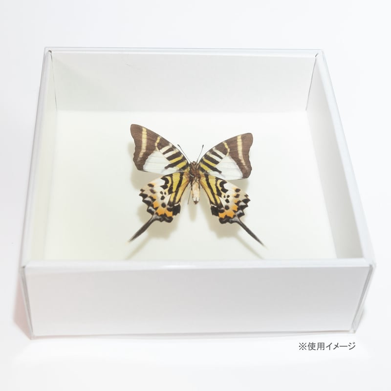 蝶 昆虫標本 詰め合わせ 桐箱付き 販売済み 蝶 昆虫標本 詰め合わせ 桐