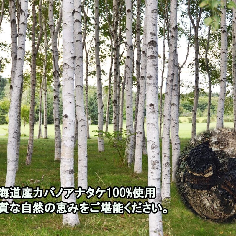 北海道産 カバタケ茶 100g入り粒形1.5～2㎜ ティーバッグ付き | えぞ