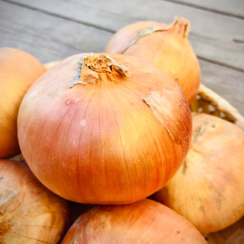 2023年先行予約※9月30日まで！】幻のたまねぎ「札幌黄(さっぽろき)」L