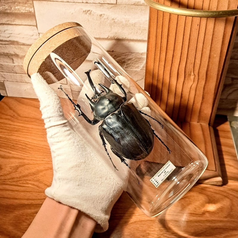 エレファスゾウカブト♂117mm 標本 エレファスゾウカブト 117mm 標本 <0824z昆虫標本> 昆虫標本