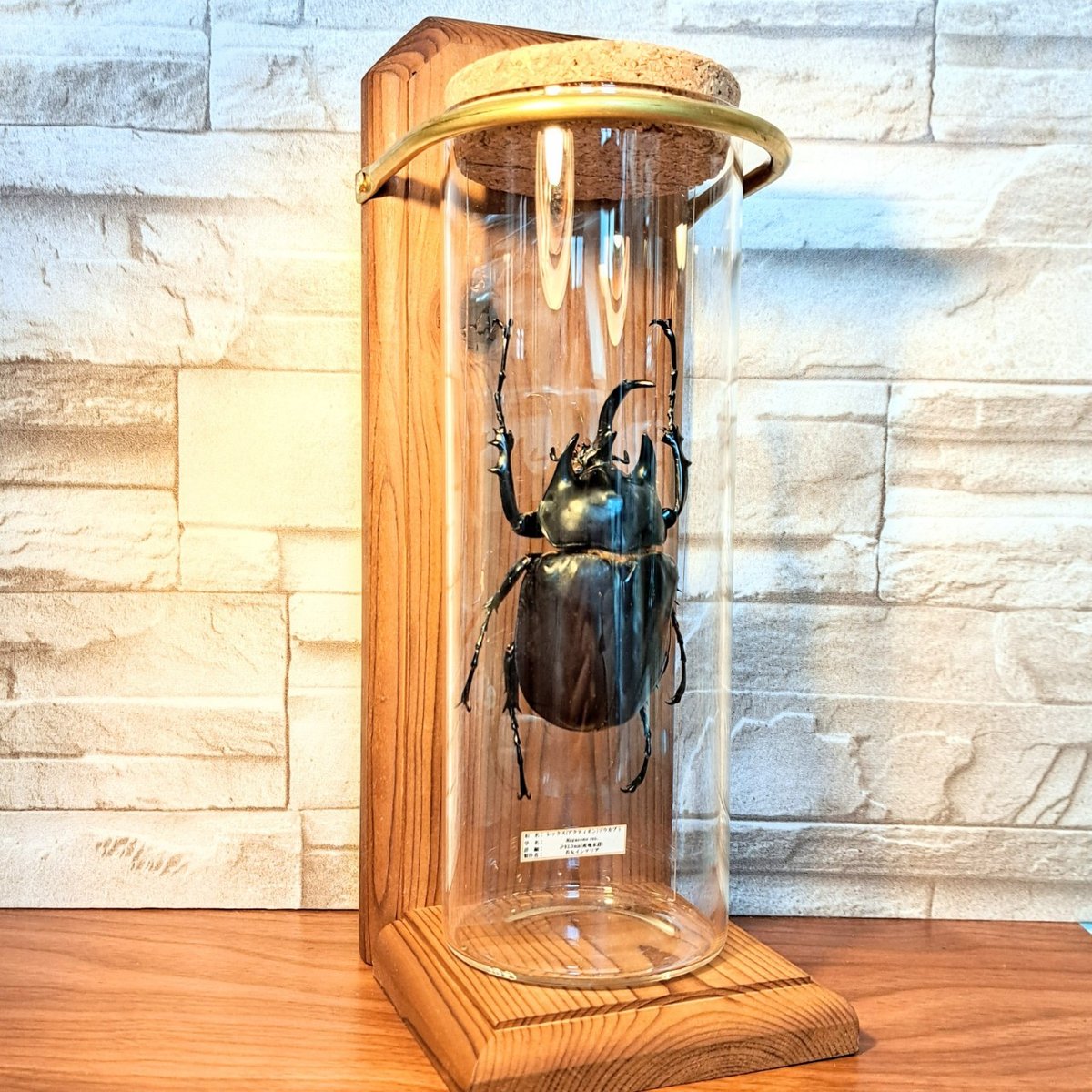 標本】レックスゾウカブト ペルー産 115.1ミリ 野外品 標本】レックス